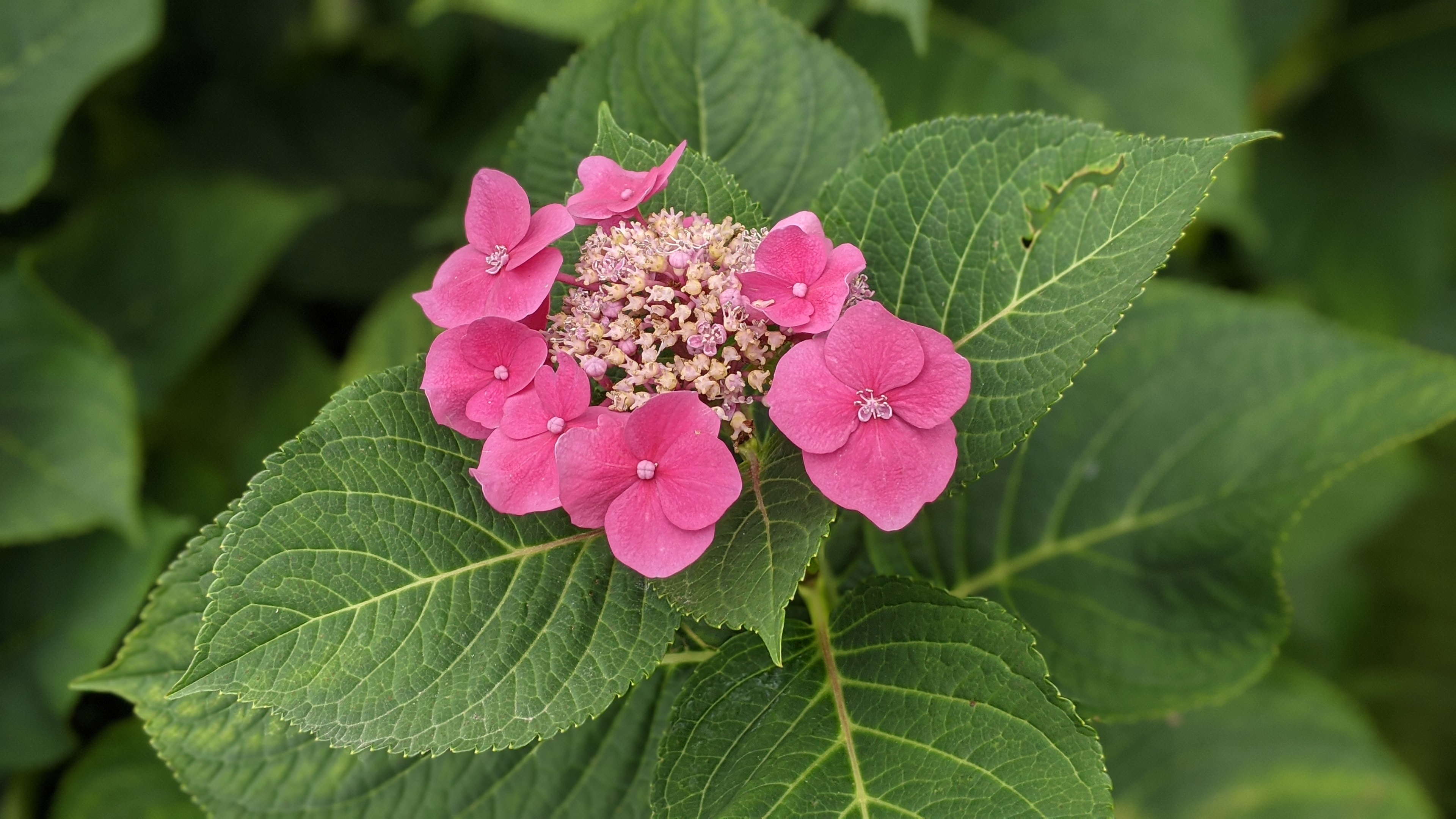 紫陽花 / Hortensie
