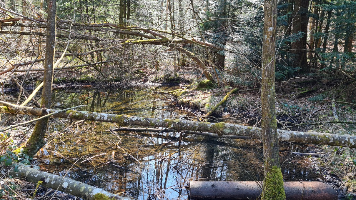 Wildnispark Zürich Sihlwald