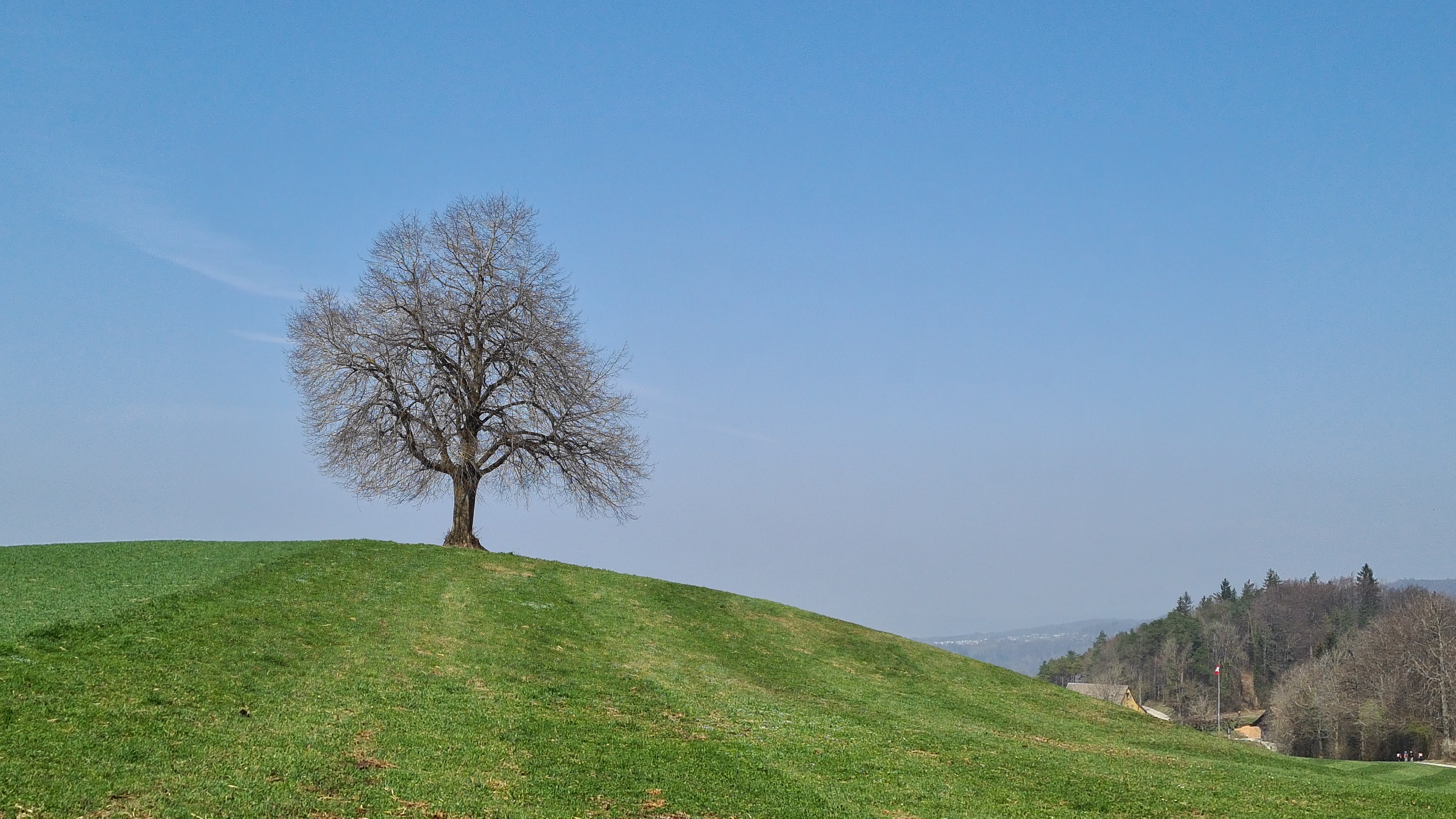 Felsenegg – Buchenegg
